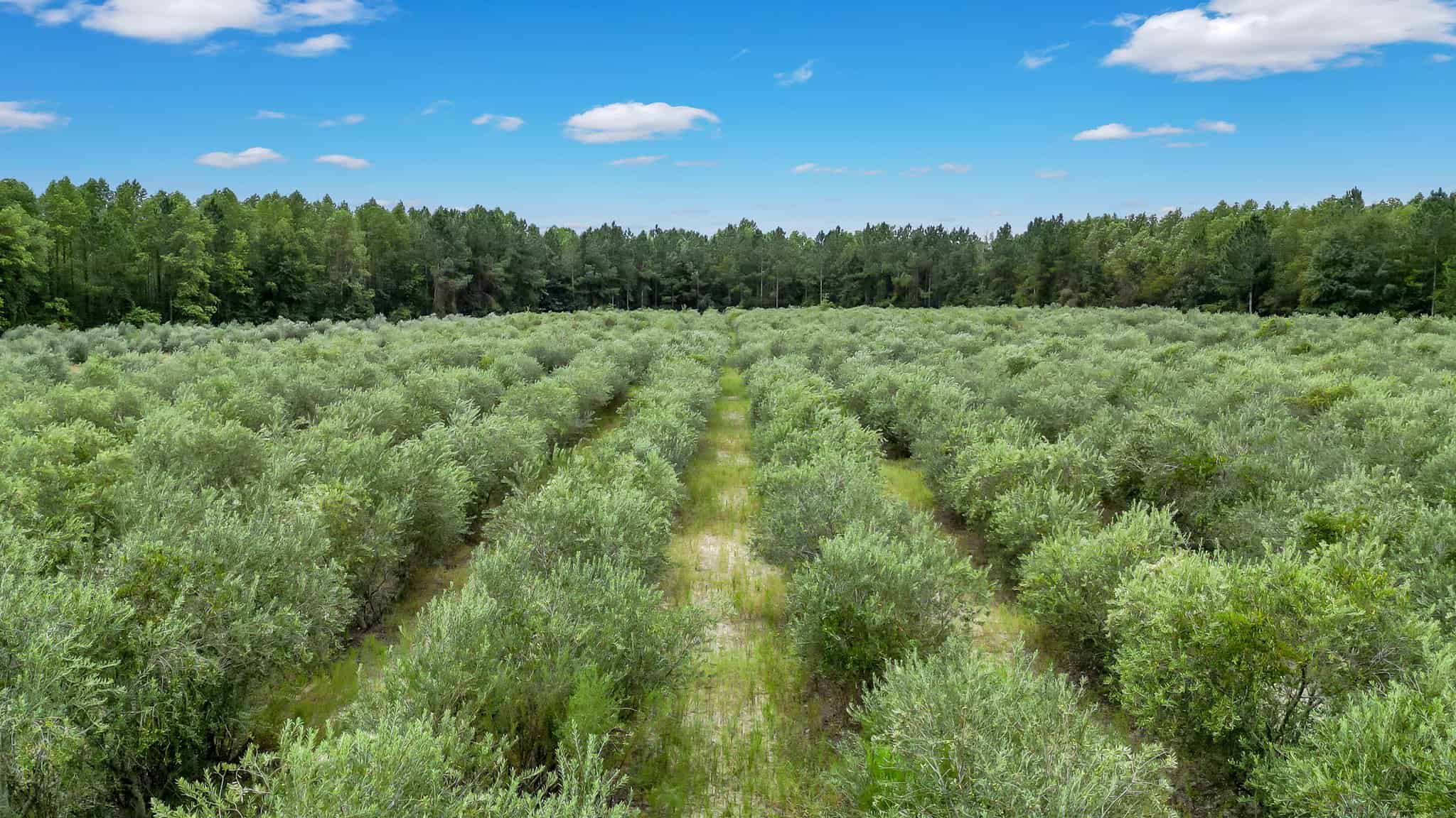 Woodpecker Trail Olive Farm for Sale