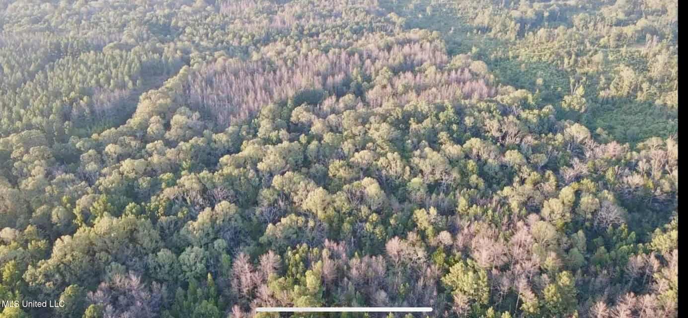 100 Acres of Prime Development or Country Homesite