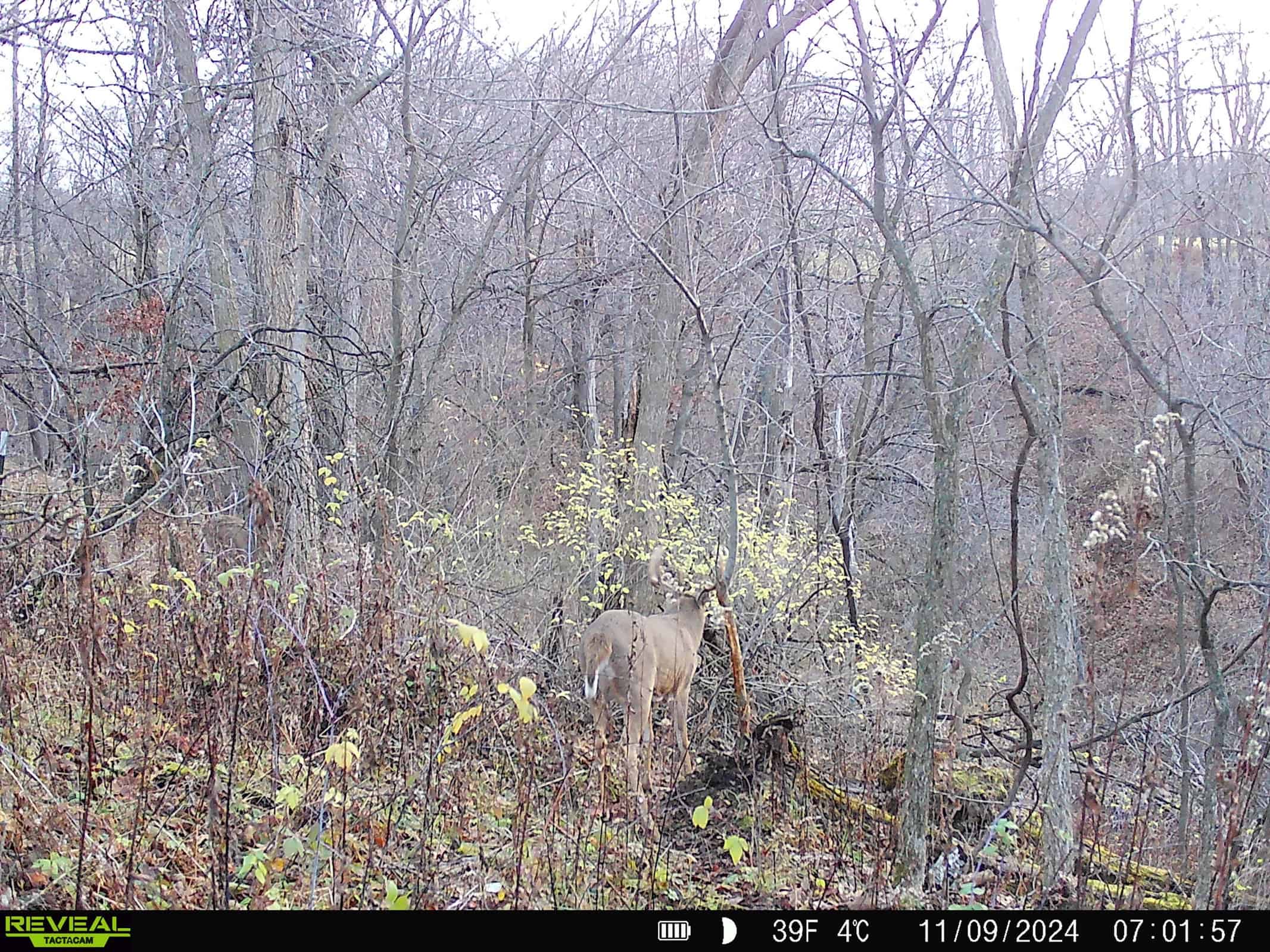 Monroe County Hunting Property 44+/- Acres