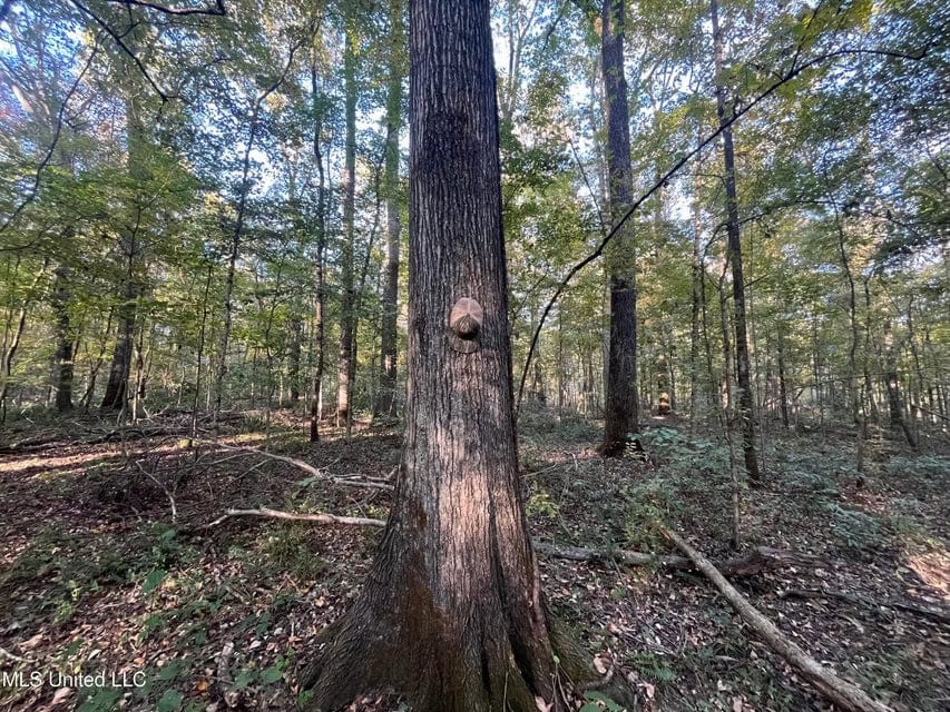 Great Hunting Tract in Bolton, MS for Sale