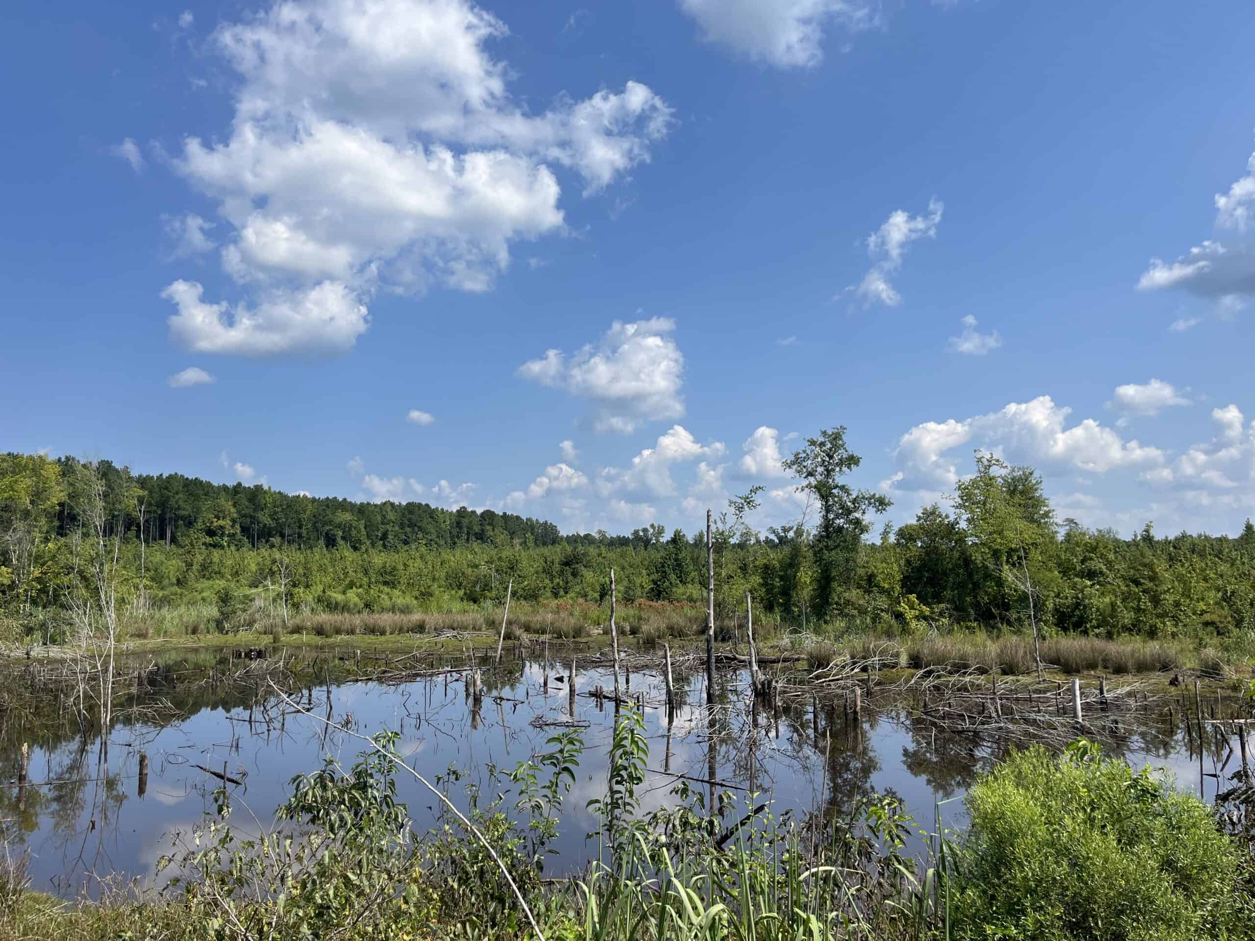 30+/- Acres for Sale Bienville, LA