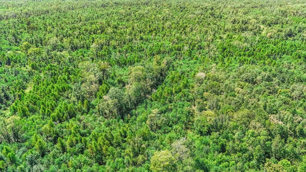 196 Acre Sportsman’s Paradise Pointe Coupee Parish, LA