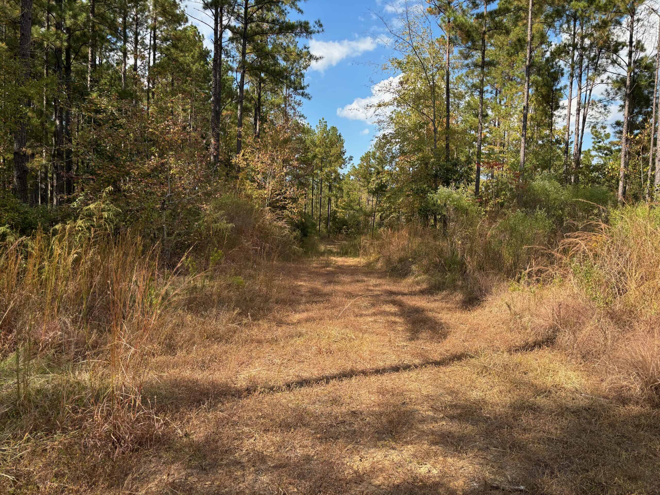 175 Acres Hunting and Timberland for Sale Franklin Co. MS