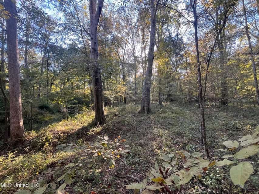 Great Hunting Tract in Bolton, MS for Sale