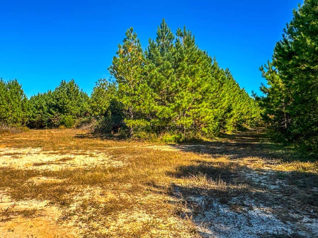Central Virginia’s Premier Hunting Estate: 486 Acres