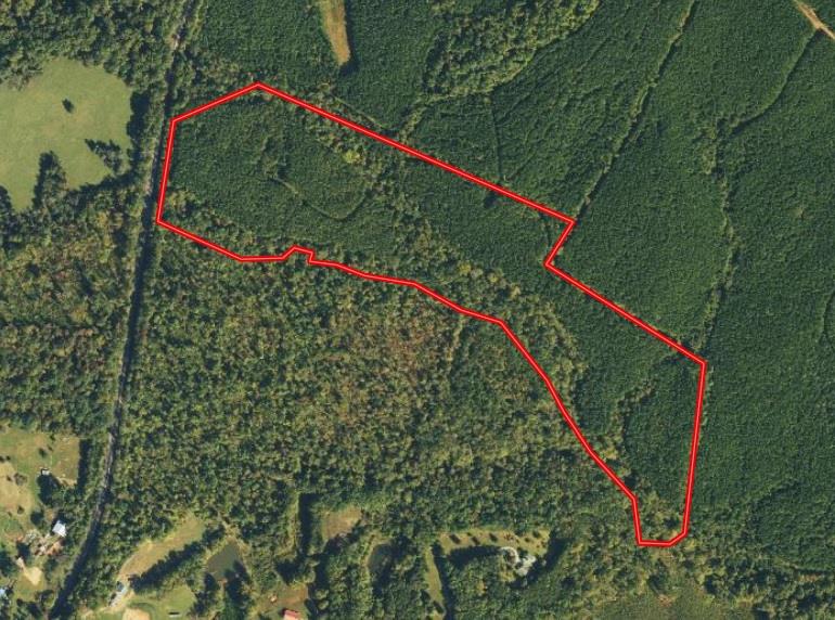 Pristine Pines: 54 Acres of Timber, Creeks & Wildlife Haven!