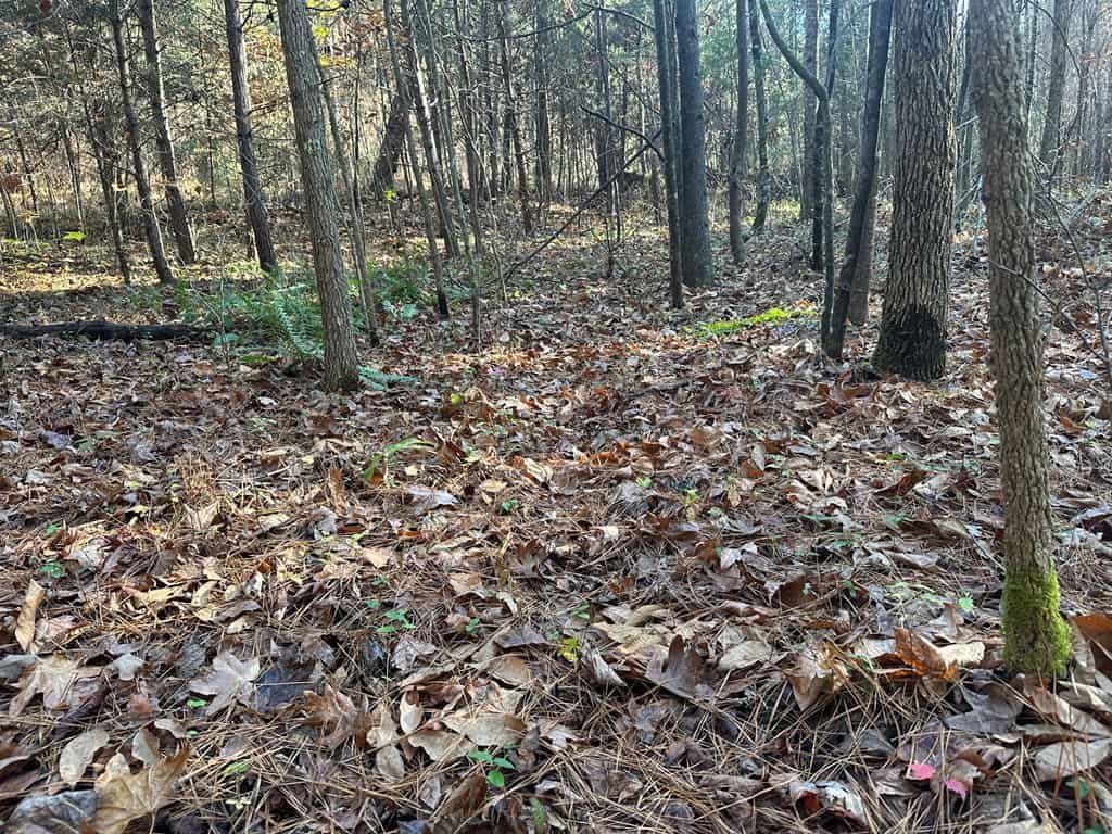 Pristine Pines: 54 Acres of Timber, Creeks & Wildlife Haven!