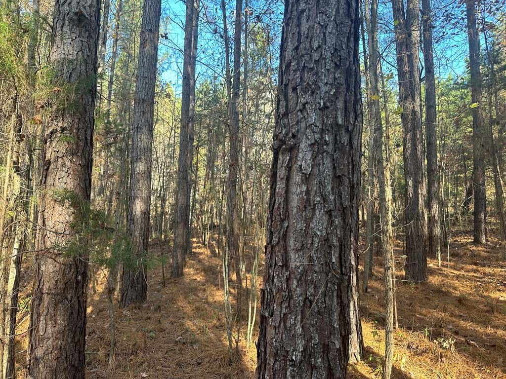 Pristine Pines: 54 Acres of Timber, Creeks & Wildlife Haven!