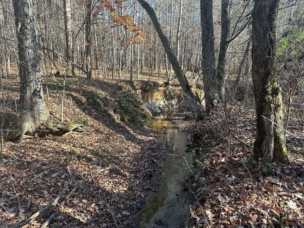 Pristine Pines: 54 Acres of Timber, Creeks & Wildlife Haven!