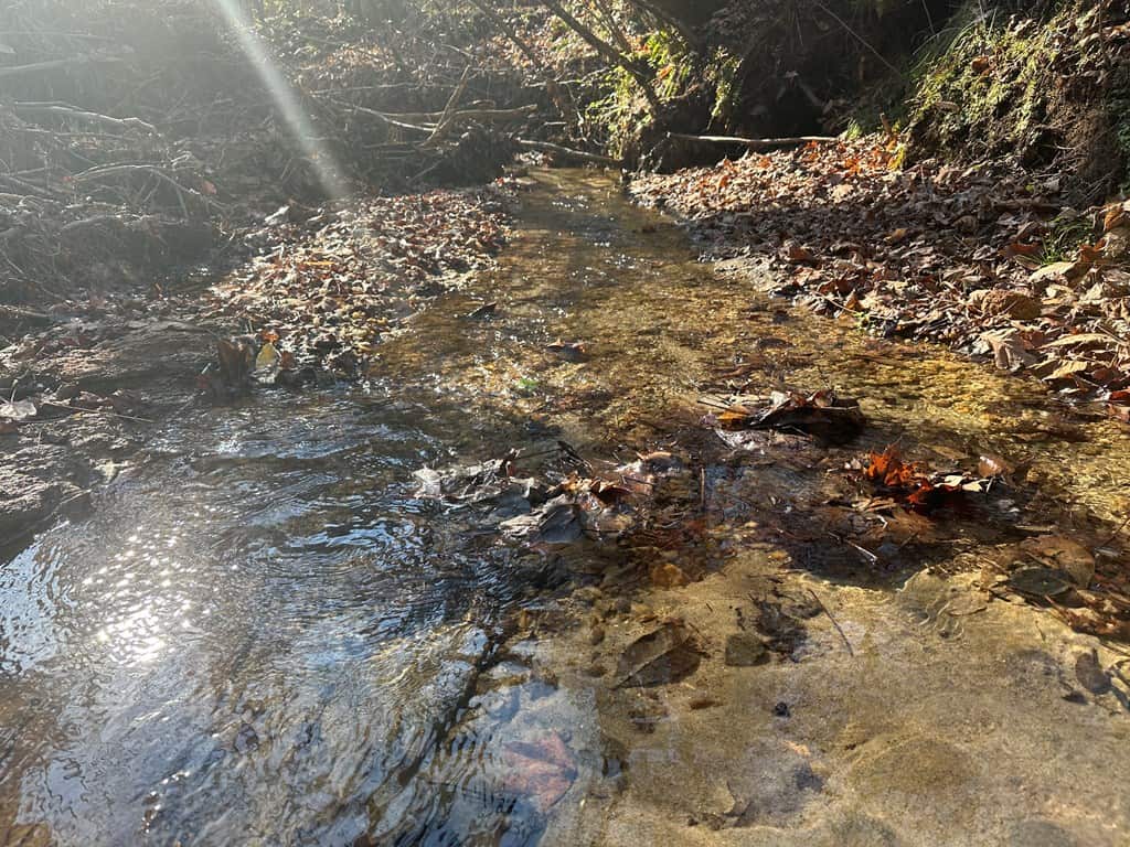 Pristine Pines: 54 Acres of Timber, Creeks & Wildlife Haven!