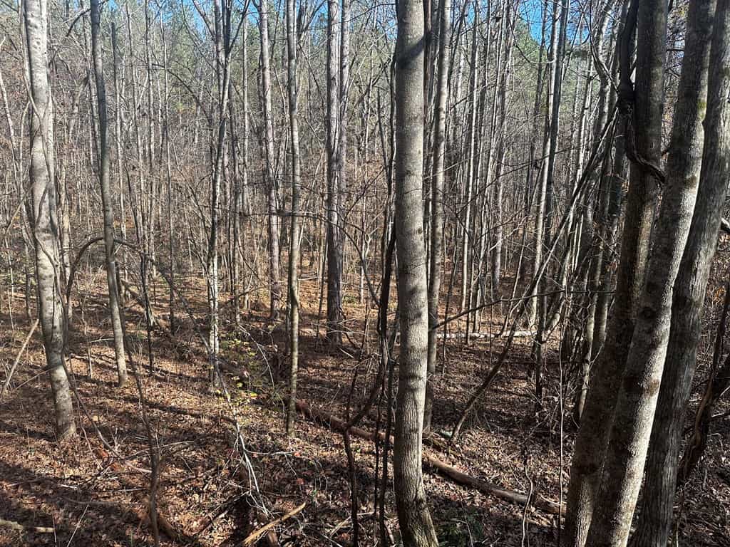 Pristine Pines: 54 Acres of Timber, Creeks & Wildlife Haven!