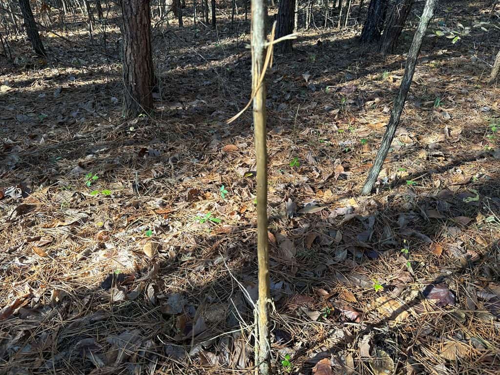 Pristine Pines: 54 Acres of Timber, Creeks & Wildlife Haven!