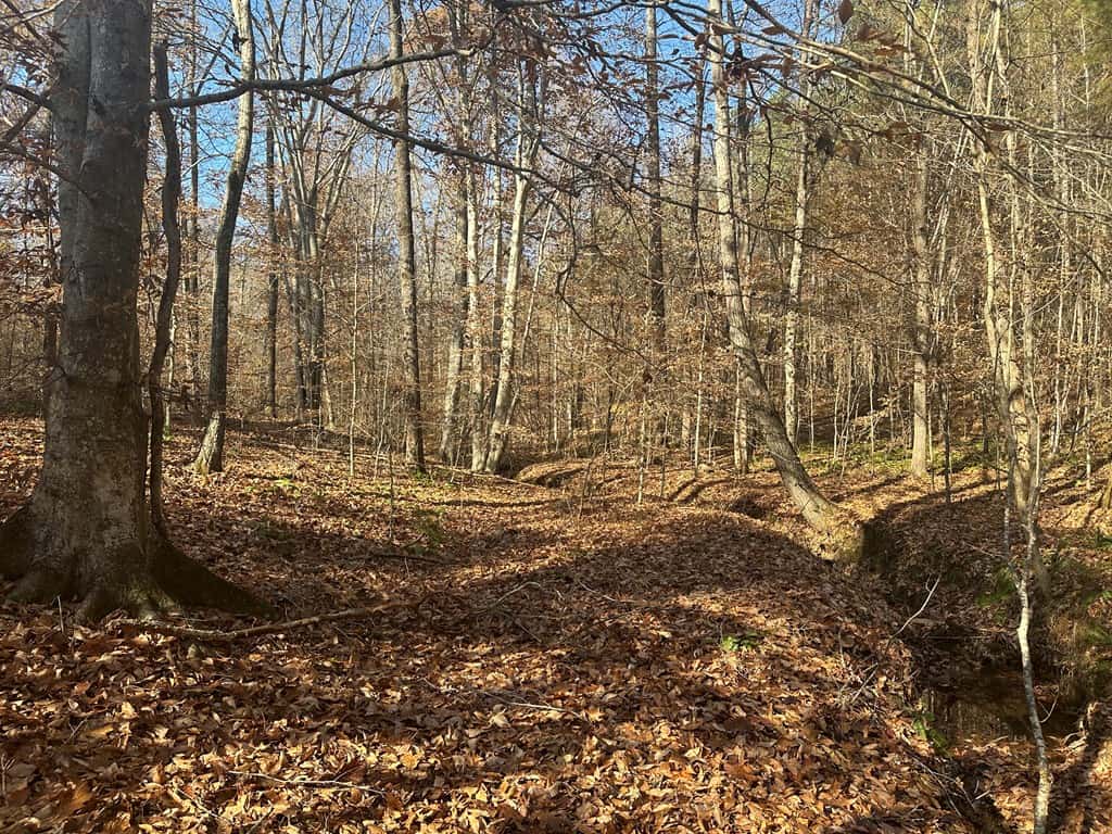 Pristine Pines: 54 Acres of Timber, Creeks & Wildlife Haven!