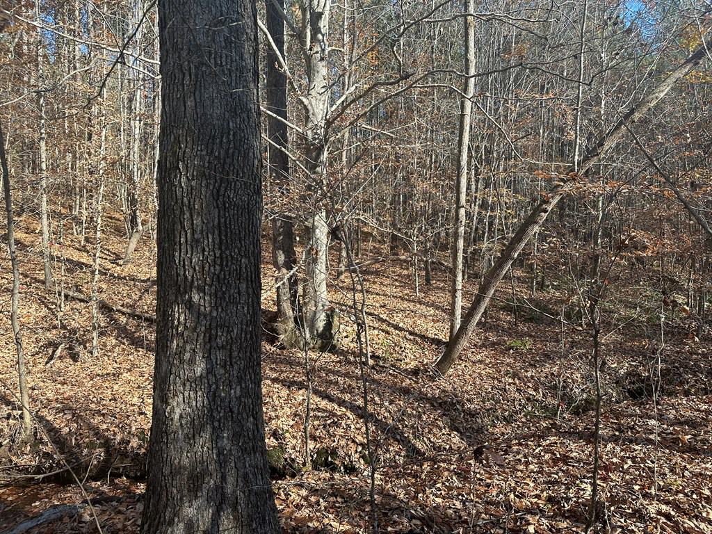 Pristine Pines: 54 Acres of Timber, Creeks & Wildlife Haven!