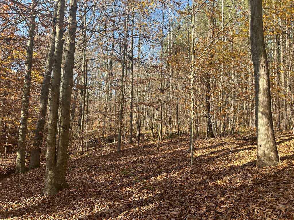 Pristine Pines: 54 Acres of Timber, Creeks & Wildlife Haven!