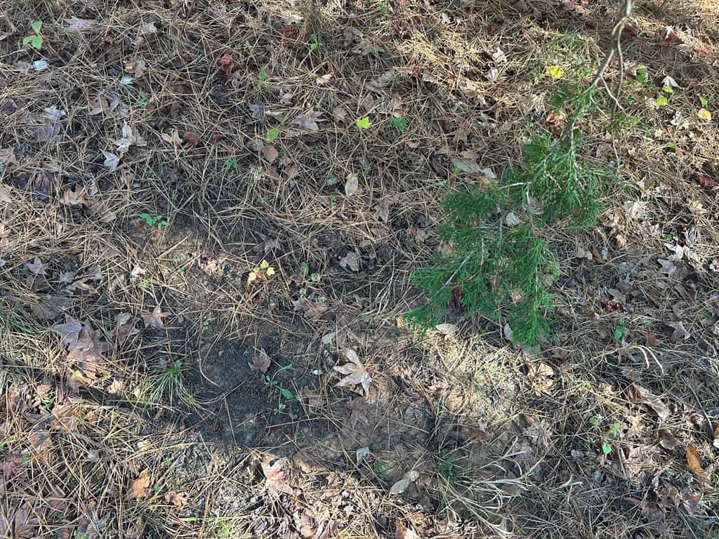 Pristine Pines: 54 Acres of Timber, Creeks & Wildlife Haven!