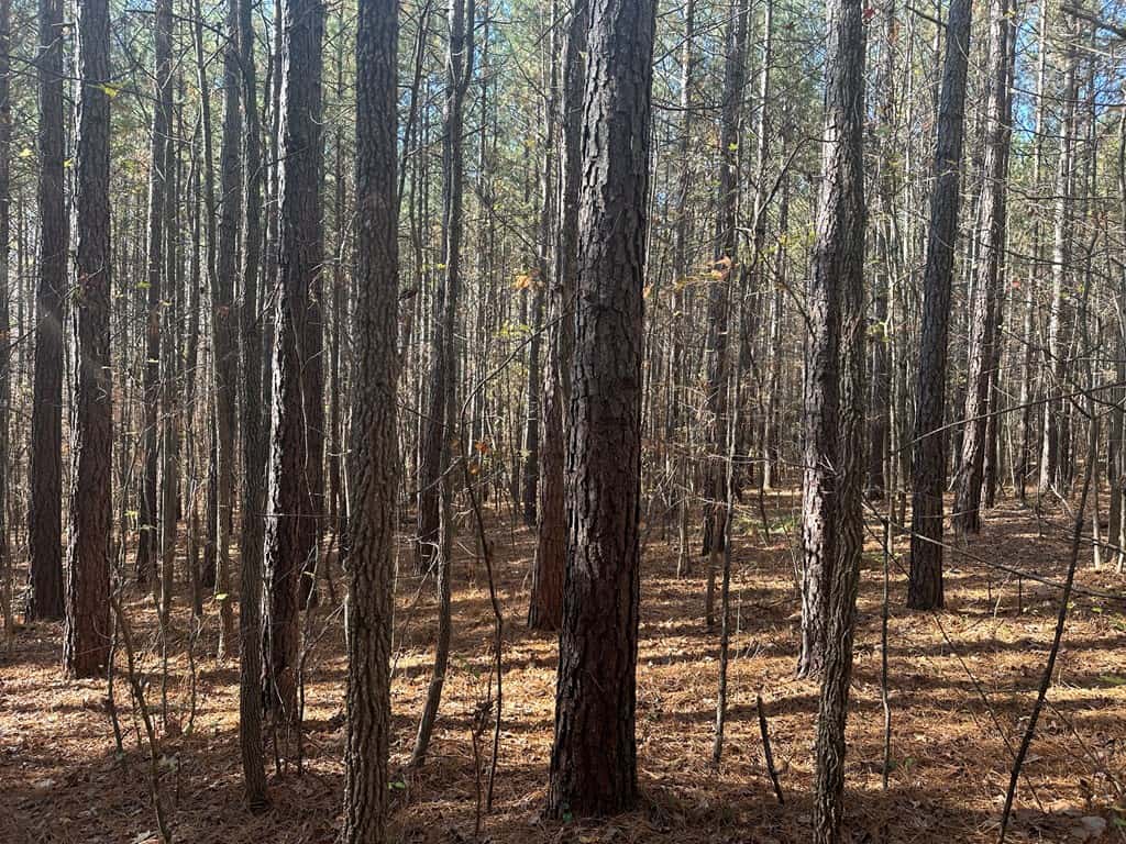 Pristine Pines: 54 Acres of Timber, Creeks & Wildlife Haven!