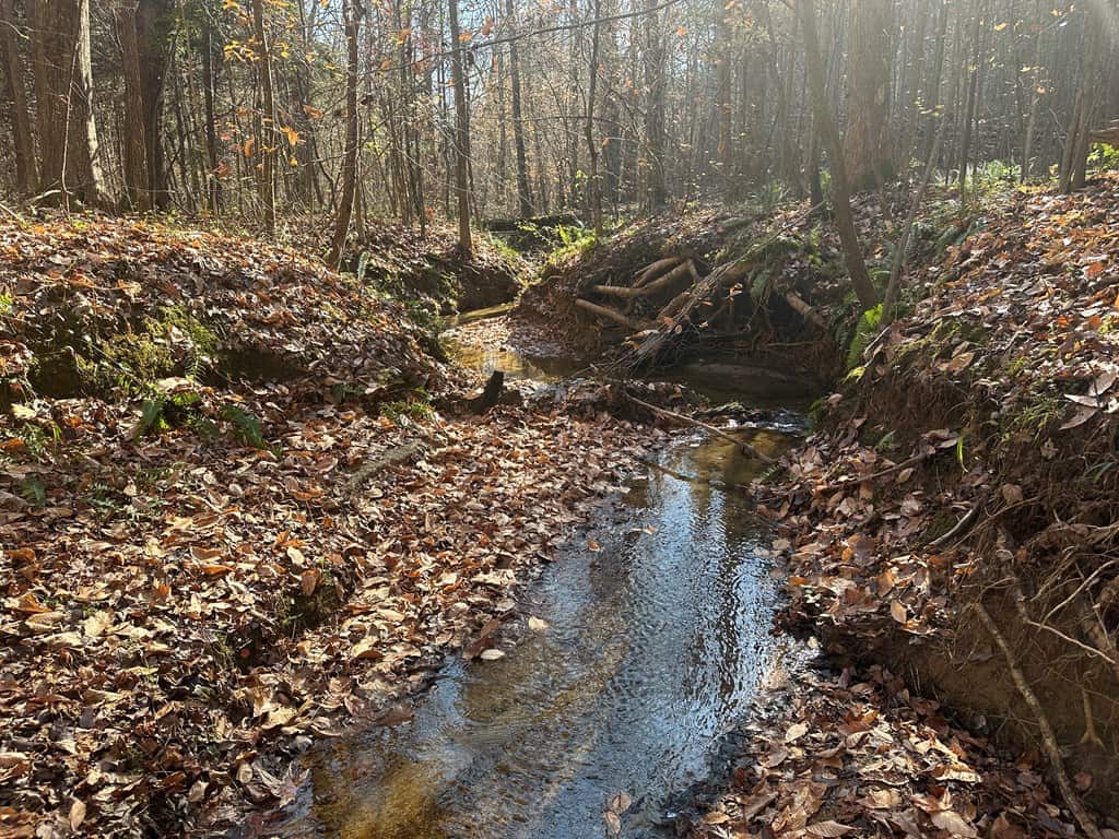 Pristine Pines: 54 Acres of Timber, Creeks & Wildlife Haven!