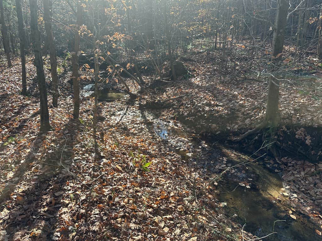 Pristine Pines: 54 Acres of Timber, Creeks & Wildlife Haven!