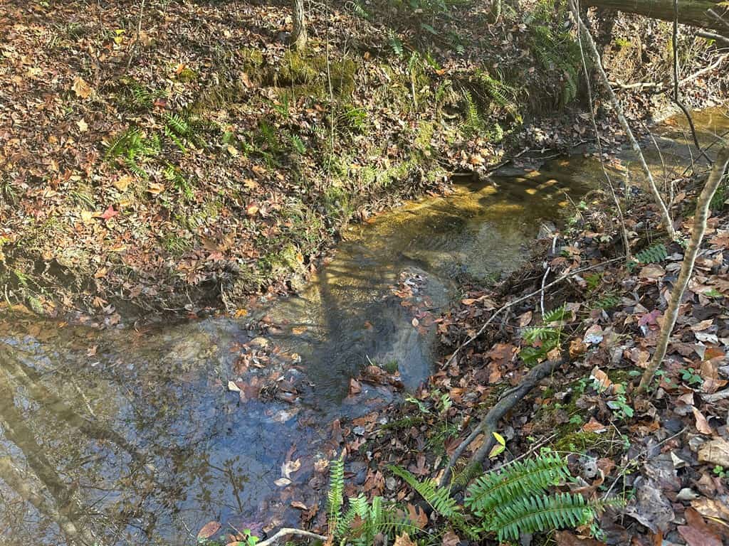Pristine Pines: 54 Acres of Timber, Creeks & Wildlife Haven!