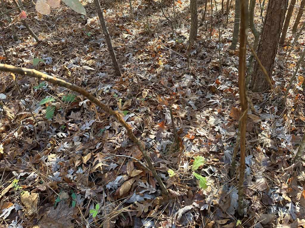 Pristine Pines: 54 Acres of Timber, Creeks & Wildlife Haven!