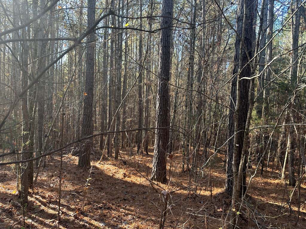 Pristine Pines: 54 Acres of Timber, Creeks & Wildlife Haven!