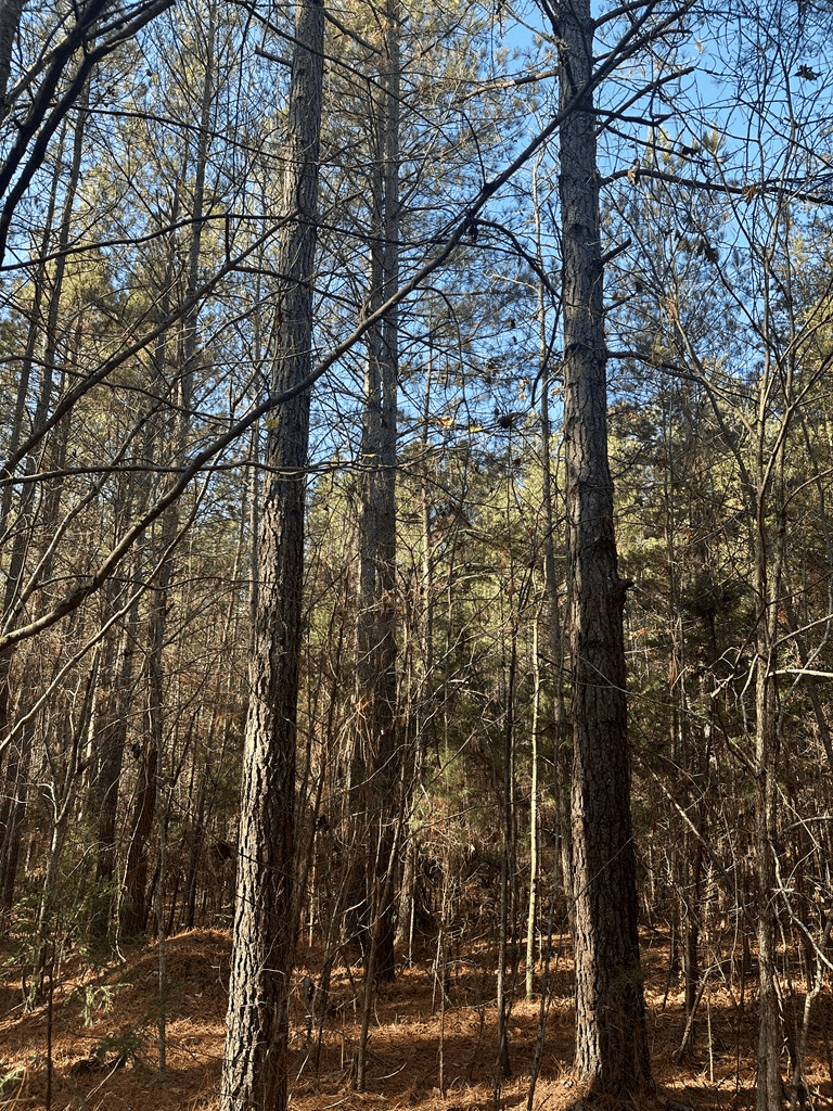 Pristine Pines: 54 Acres of Timber, Creeks & Wildlife Haven!