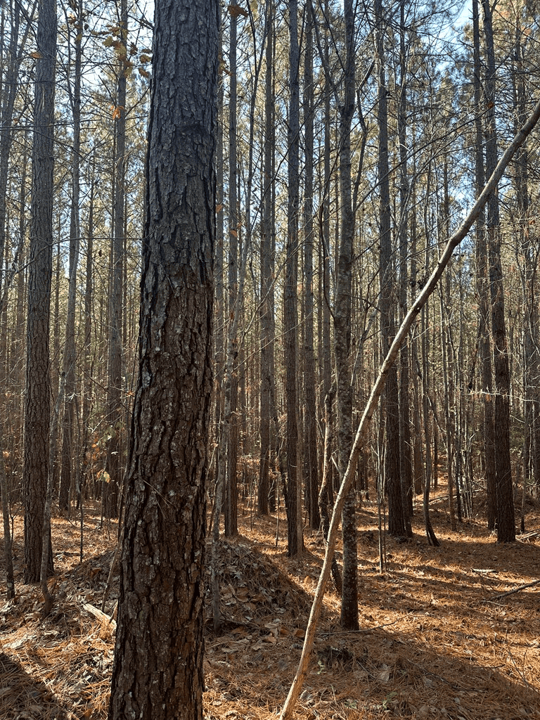 Pristine Pines: 54 Acres of Timber, Creeks & Wildlife Haven!