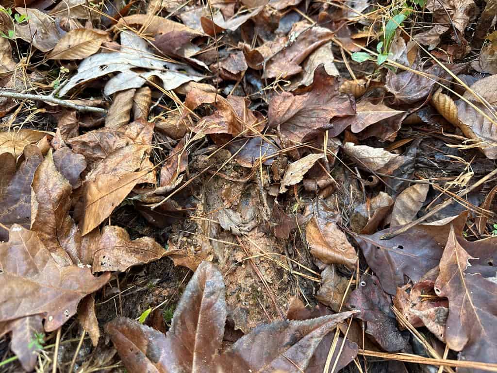 Pristine Pines: 54 Acres of Timber, Creeks & Wildlife Haven!