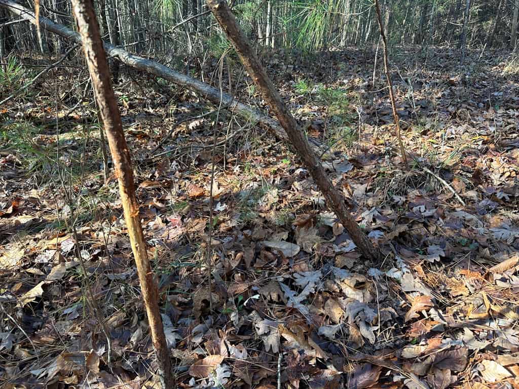 Pristine Pines: 54 Acres of Timber, Creeks & Wildlife Haven!