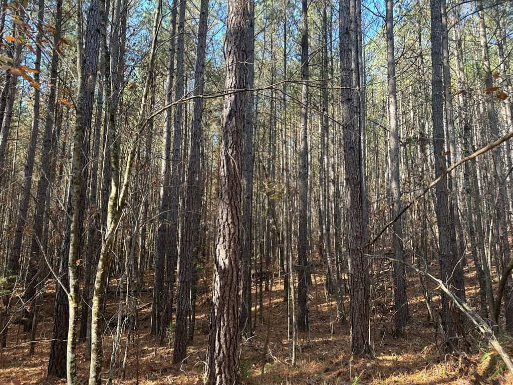 Pristine Pines: 54 Acres of Timber, Creeks & Wildlife Haven!