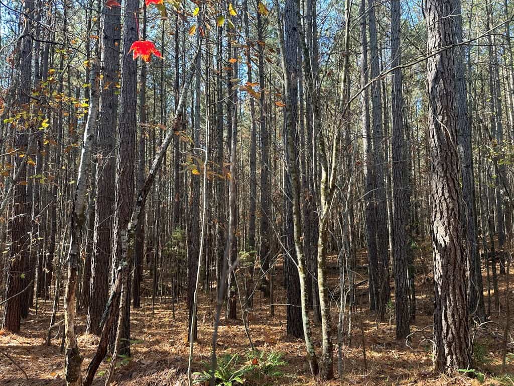 Pristine Pines: 54 Acres of Timber, Creeks & Wildlife Haven!
