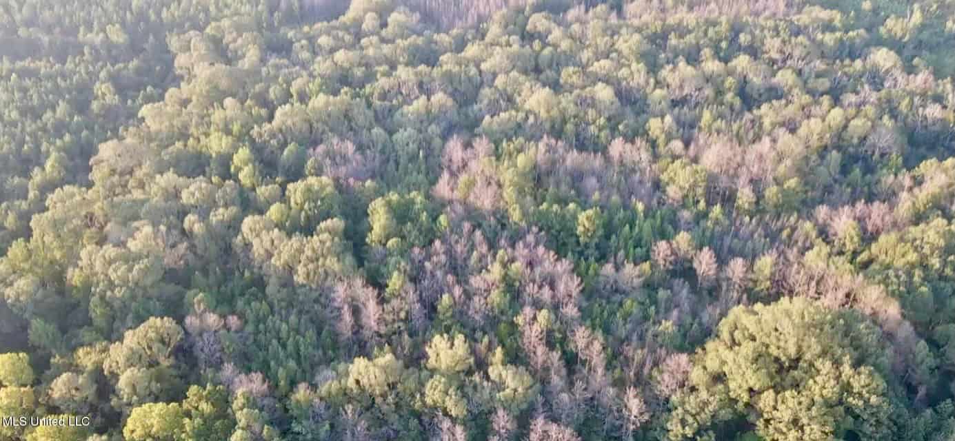 100 Acres of Prime Development or Country Homesite