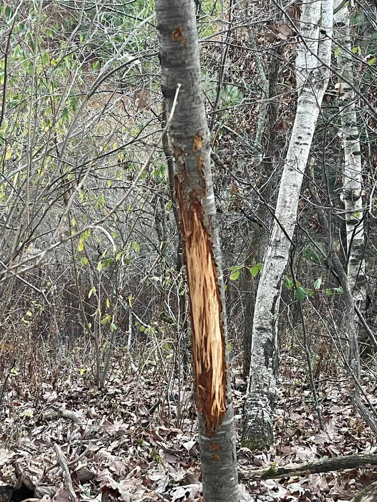 Monroe County Hunting Property 44+/- Acres