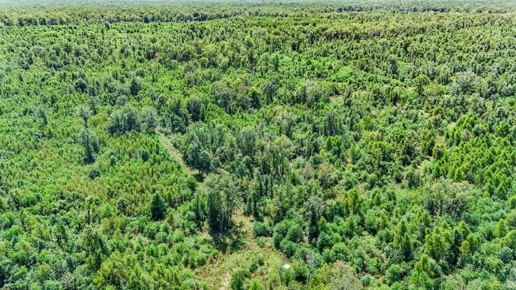 196 Acre Sportsman’s Paradise Pointe Coupee Parish, LA