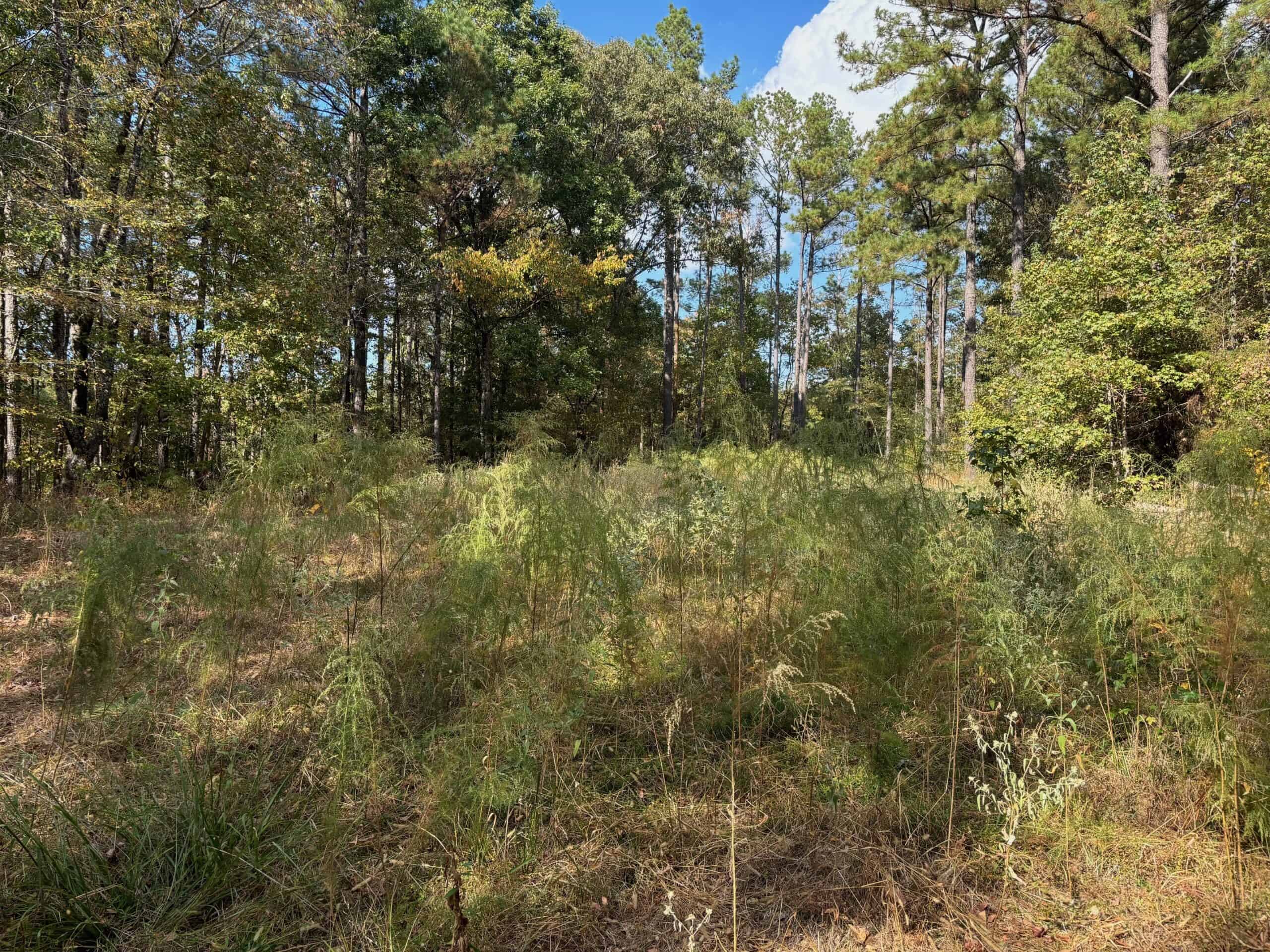 175 Acres Hunting and Timberland for Sale Franklin Co. MS