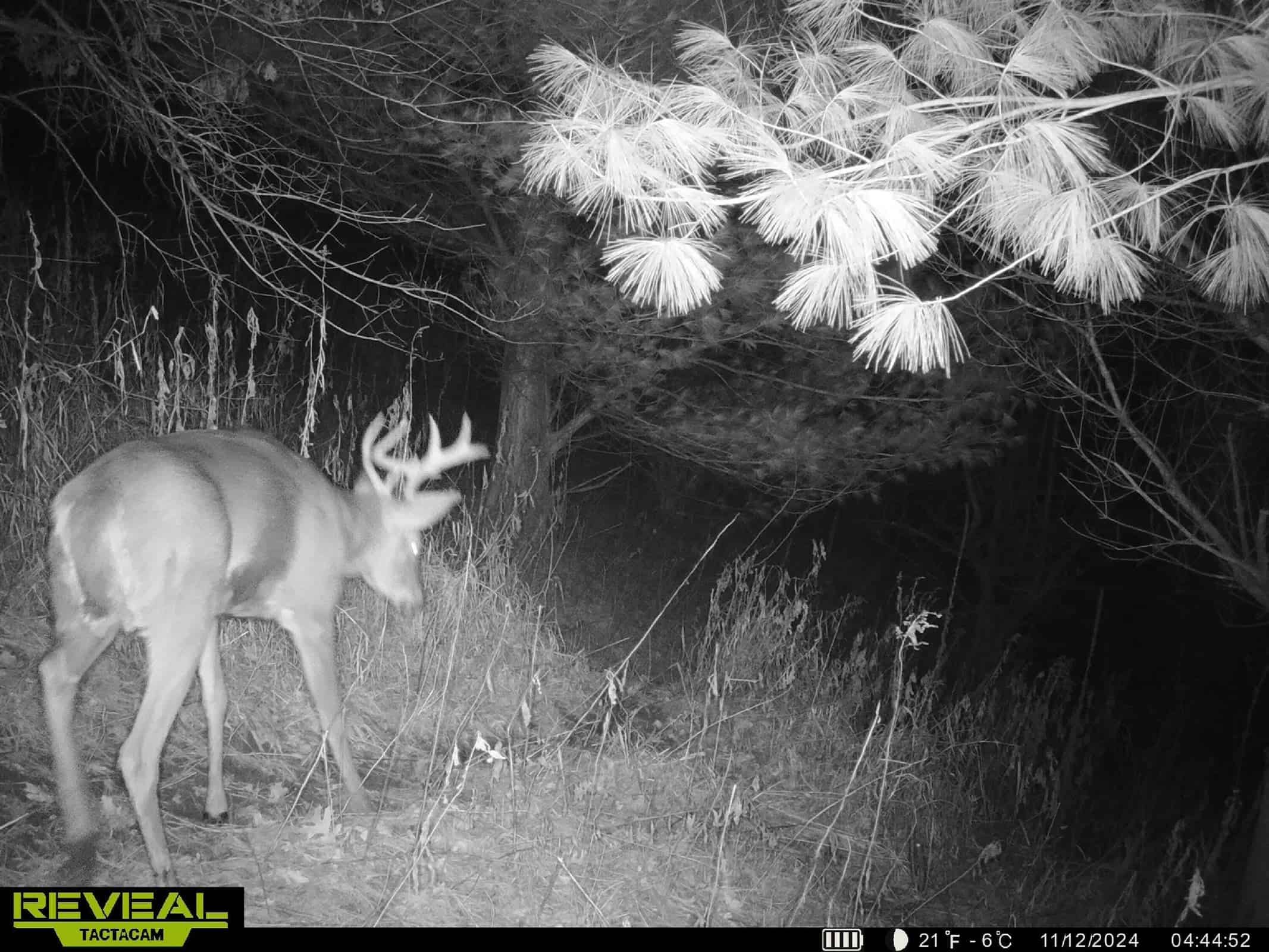 Monroe County Hunting Property 44+/- Acres