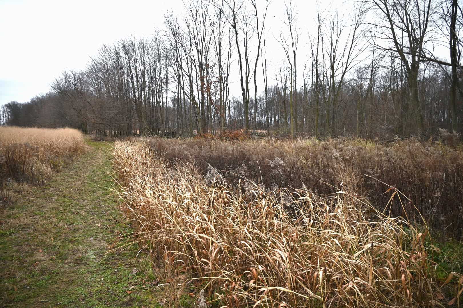 29 +/- Acres of Buildable Hunting Land Newaygo County MI