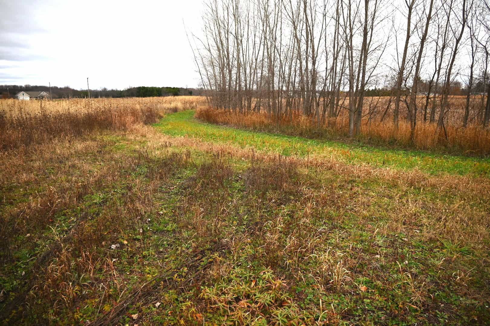 29 +/- Acres of Buildable Hunting Land Newaygo County MI