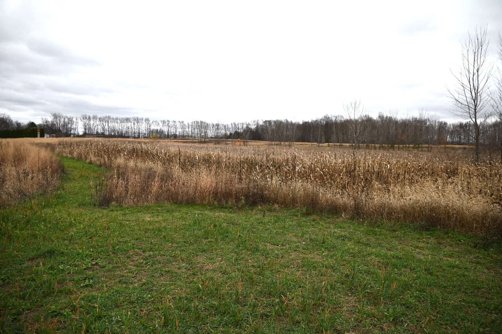 29 +/- Acres of Buildable Hunting Land Newaygo County MI