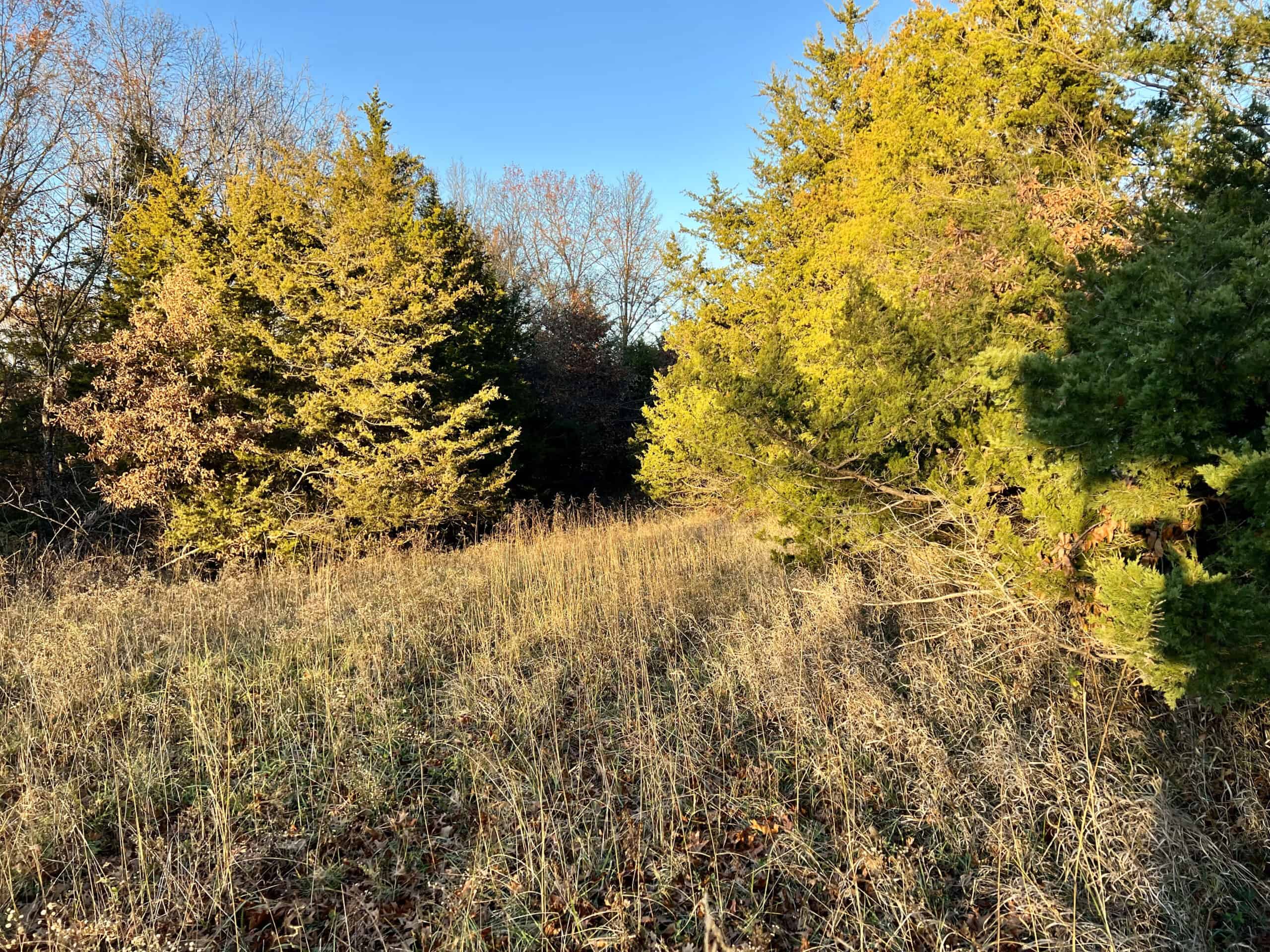 Appanoose County Wooded Recreational Property