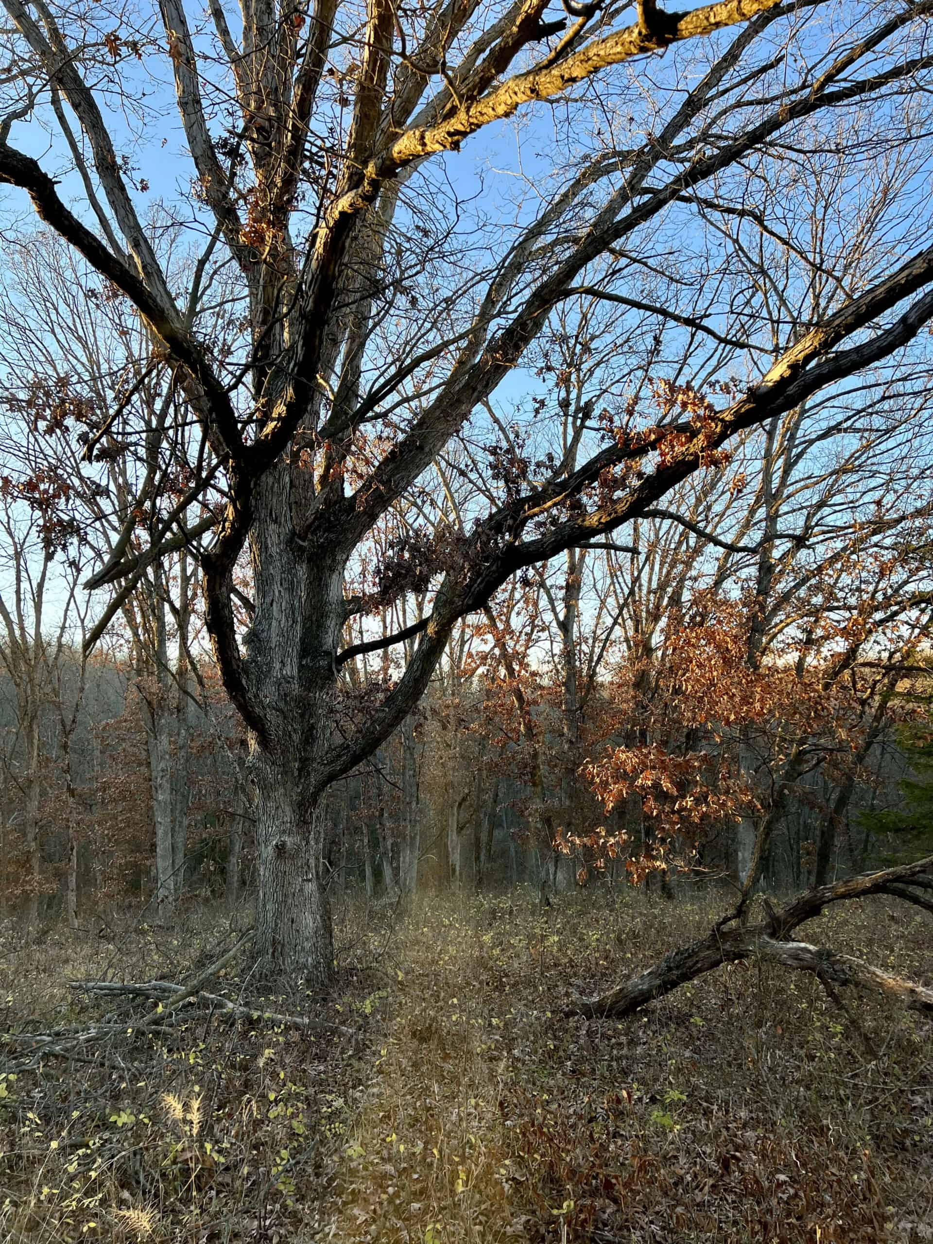 Appanoose County Wooded Recreational Property