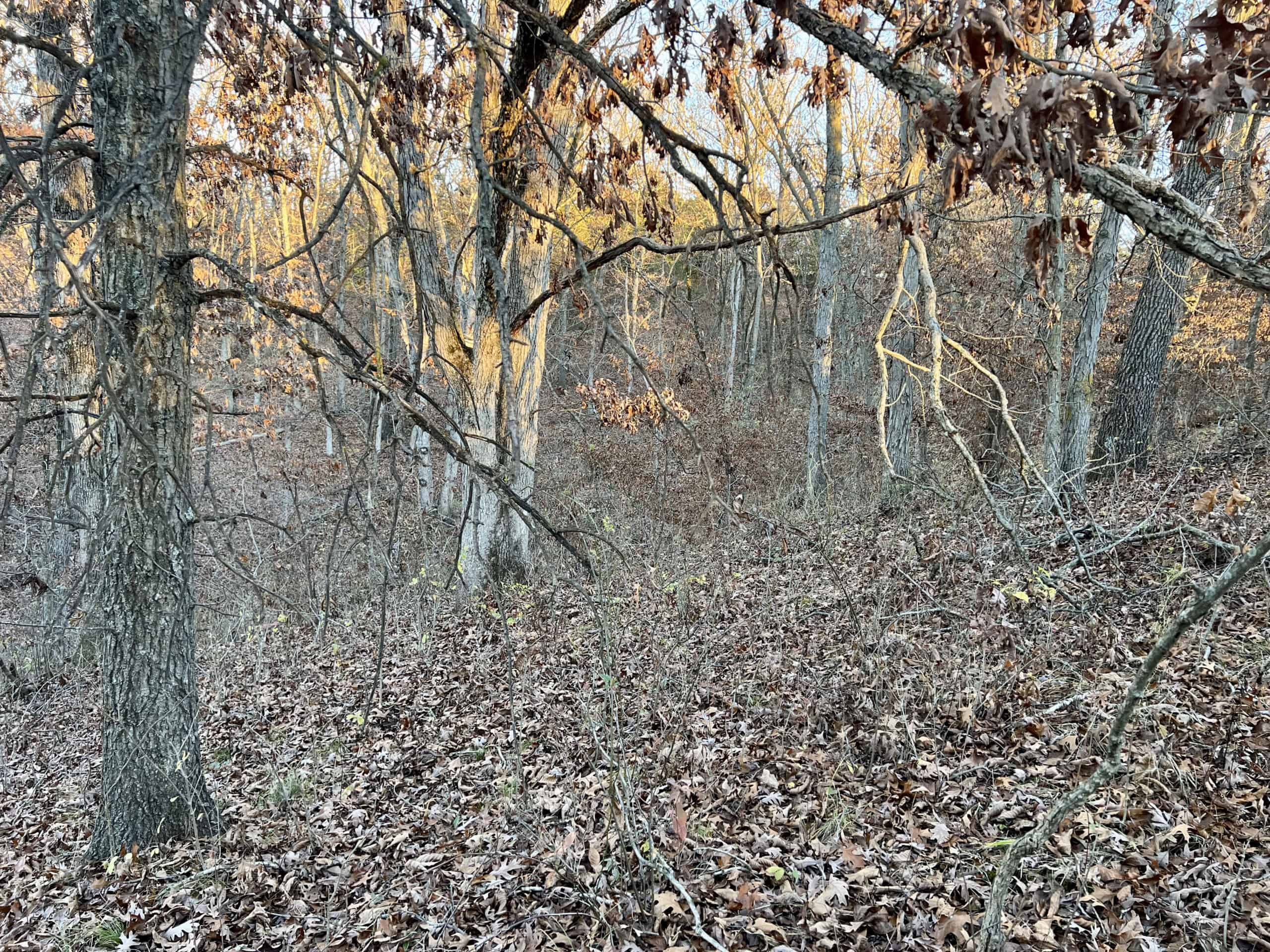 Appanoose County Wooded Recreational Property