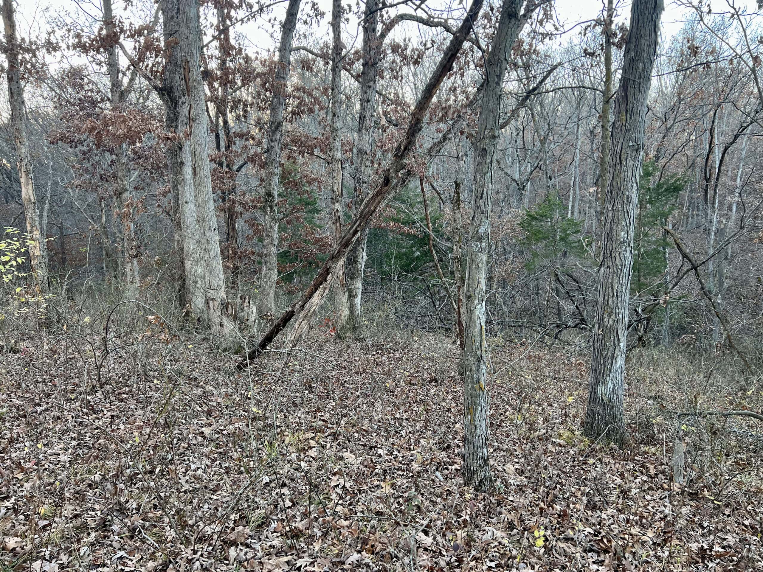Appanoose County Wooded Recreational Property