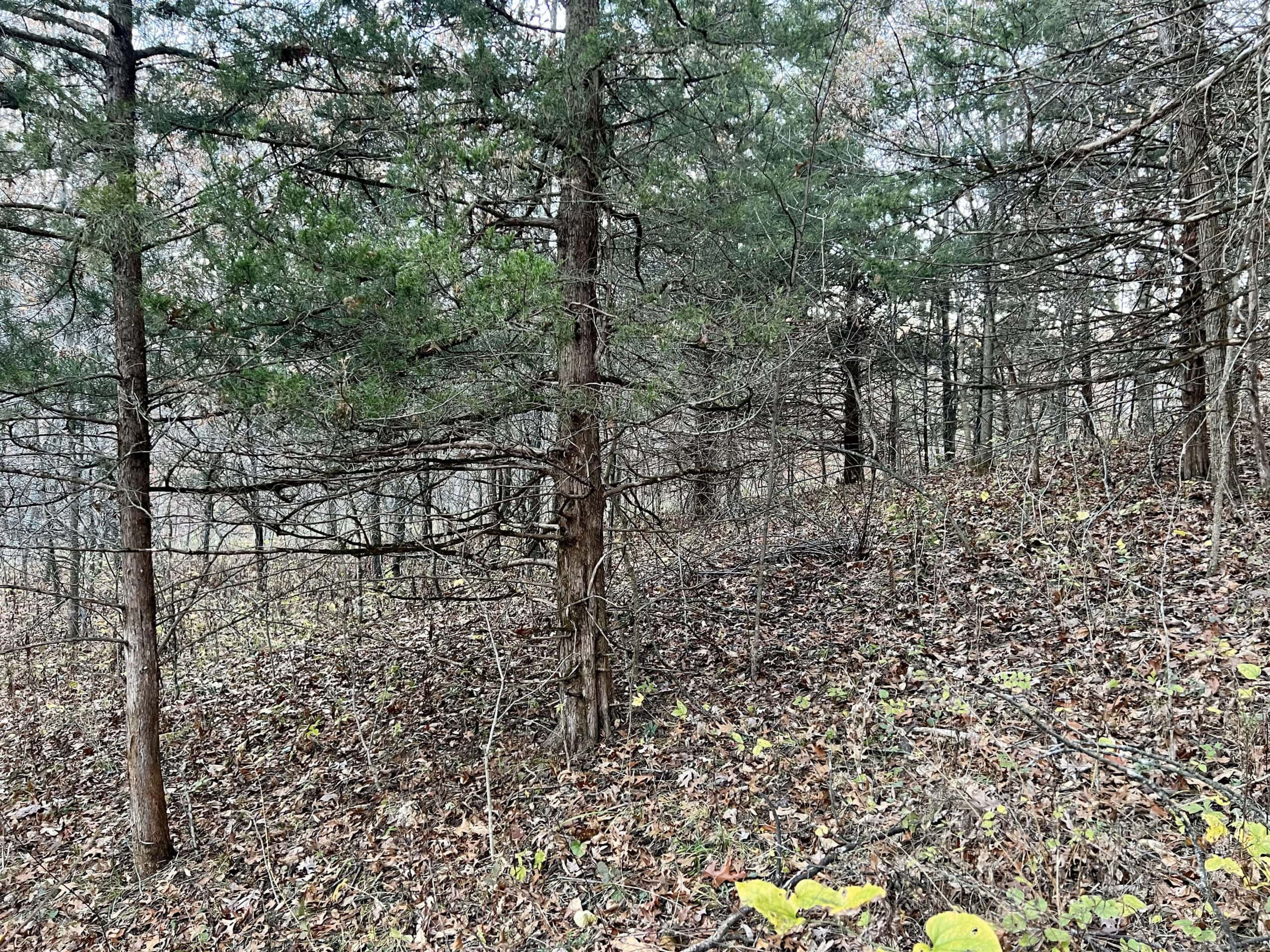 Appanoose County Wooded Recreational Property