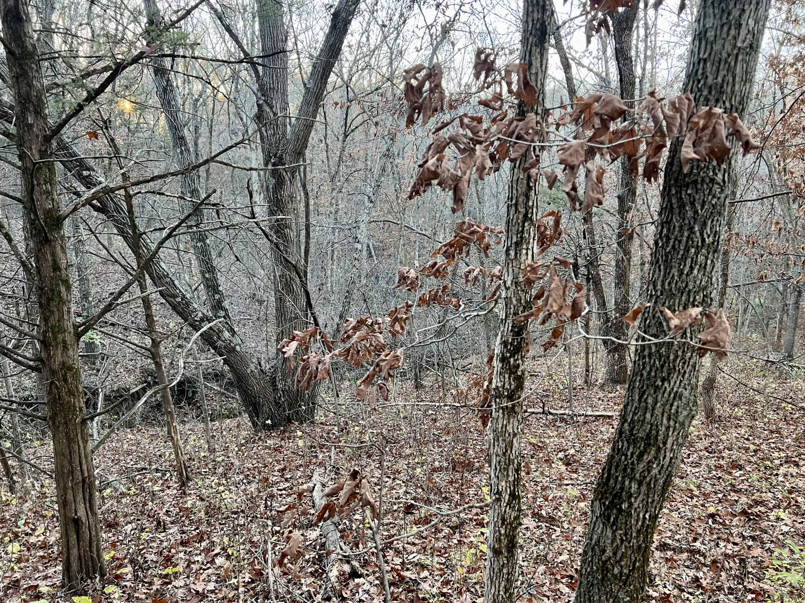 Appanoose County Wooded Recreational Property