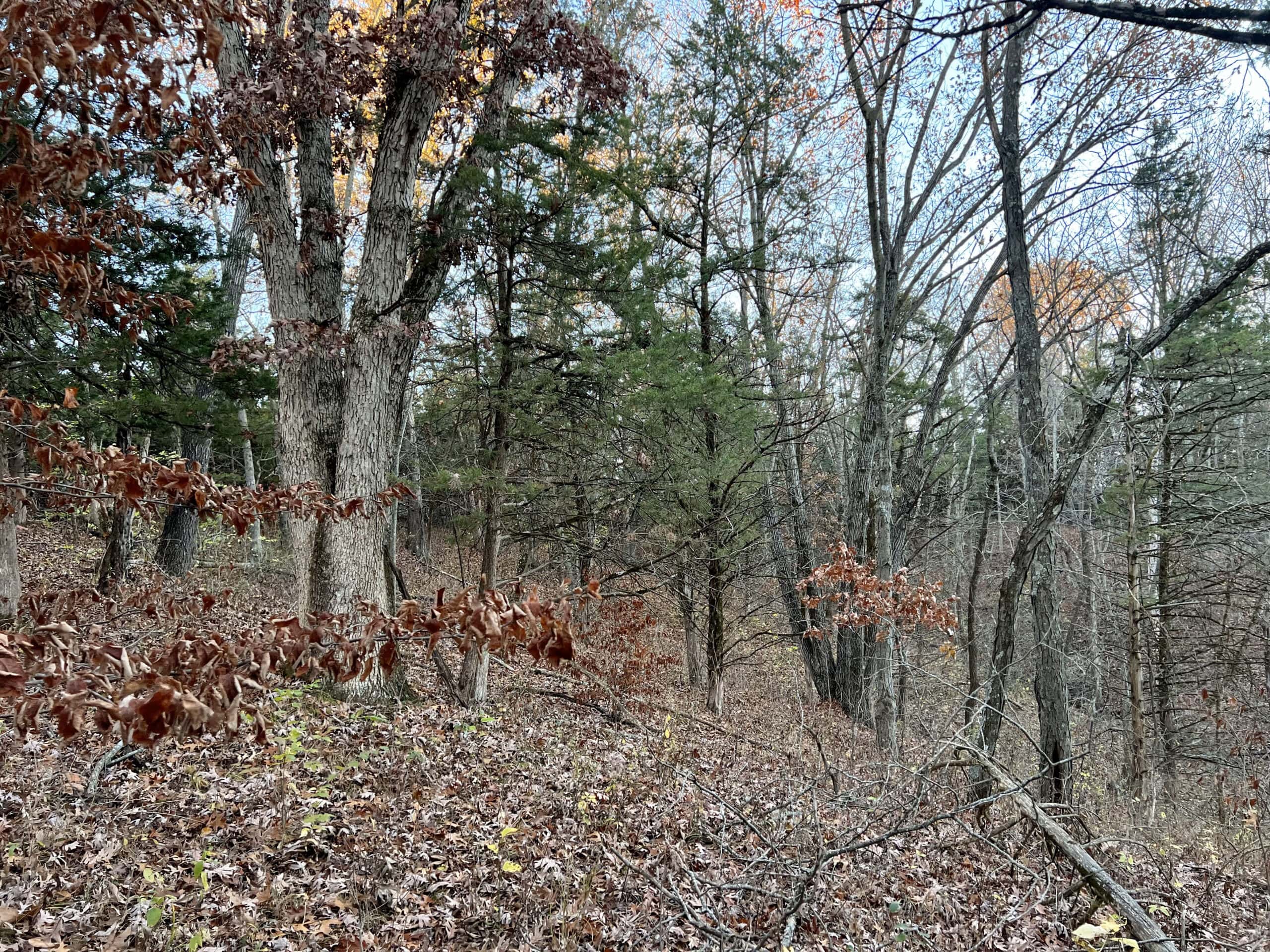 Appanoose County Wooded Recreational Property