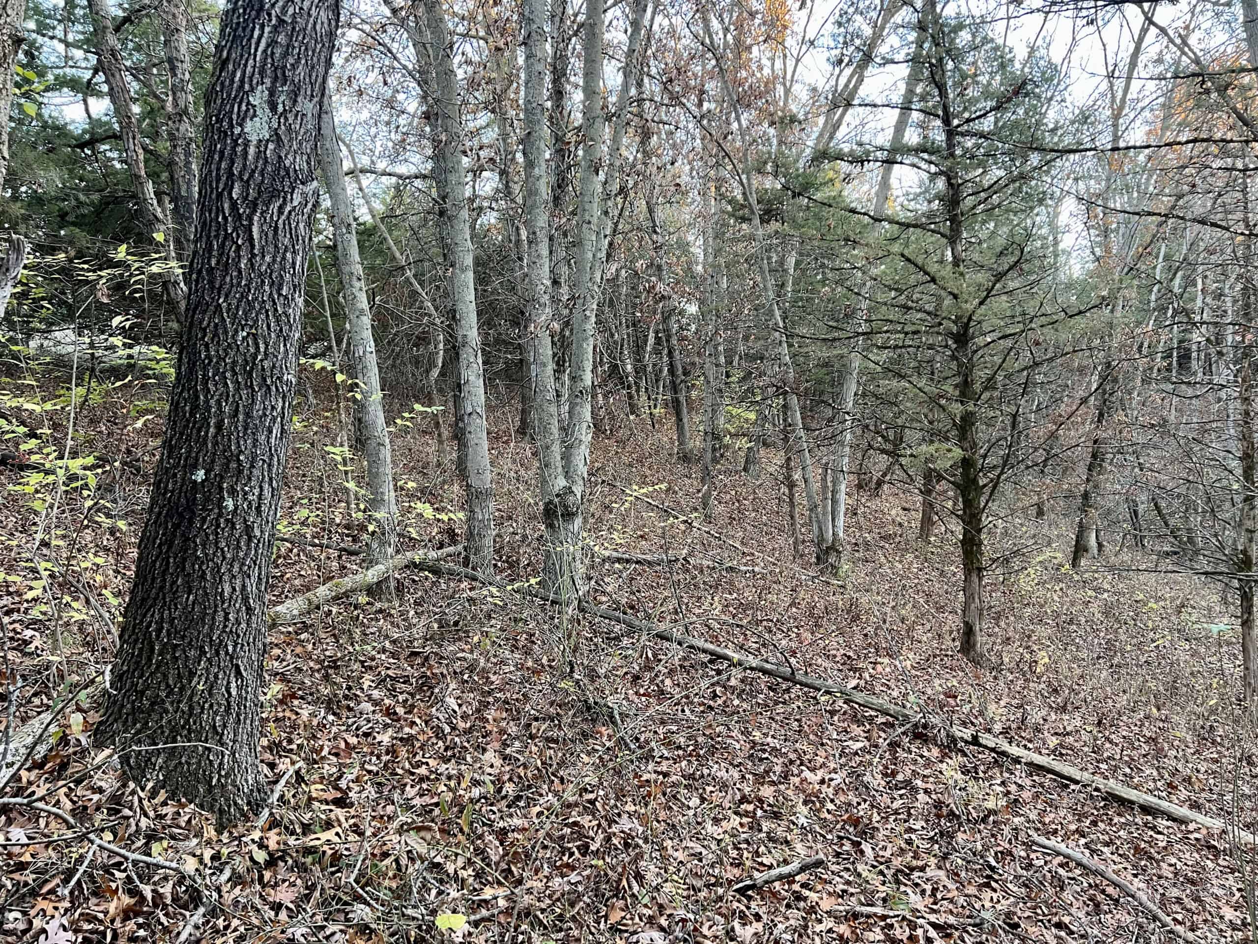 Appanoose County Wooded Recreational Property