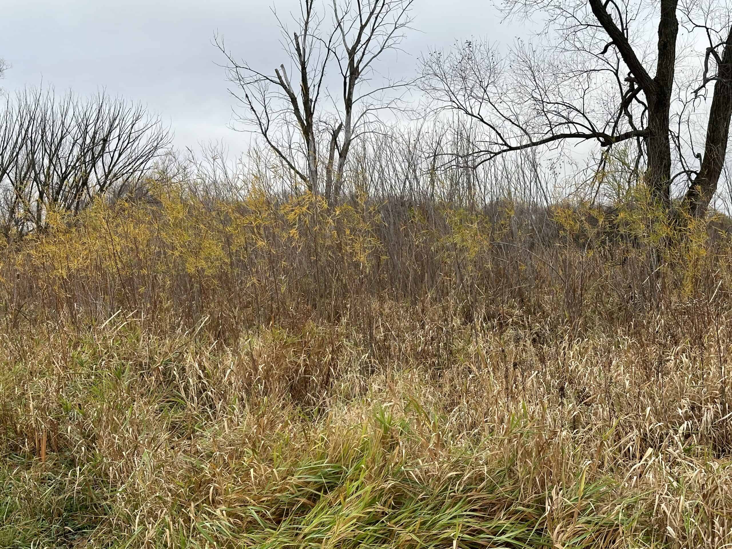 Tillable land, Hunting Land, And Buildable Ripon WI