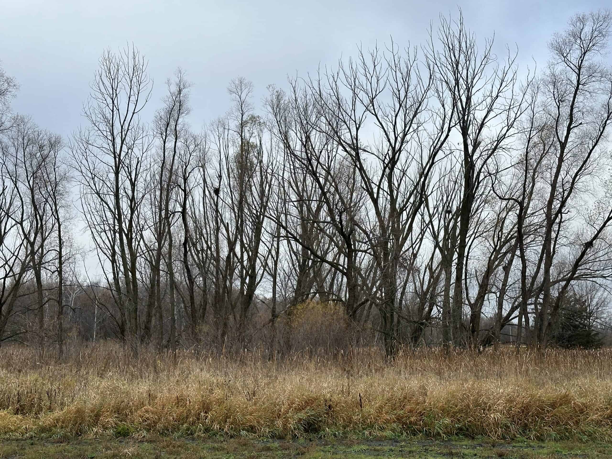 Tillable land, Hunting Land, And Buildable Ripon WI